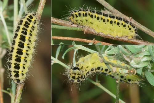 Réf. 286 064 : Zygaena filipendulae